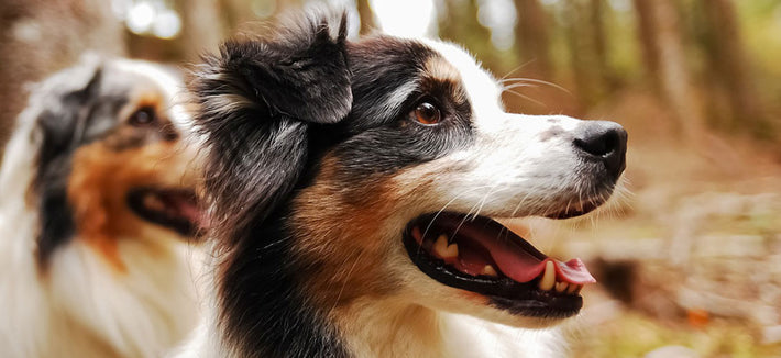 Australian Shepherd im Rasseportrait
