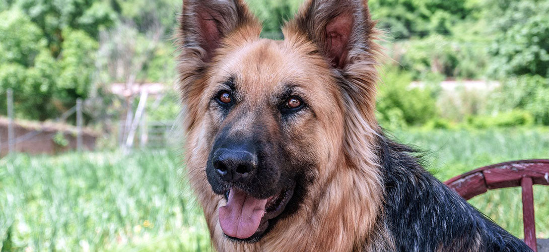 Der Deutsche Schäferhund im Rasseportrait