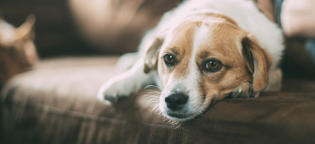 Niereninsuffizienz beim Hund