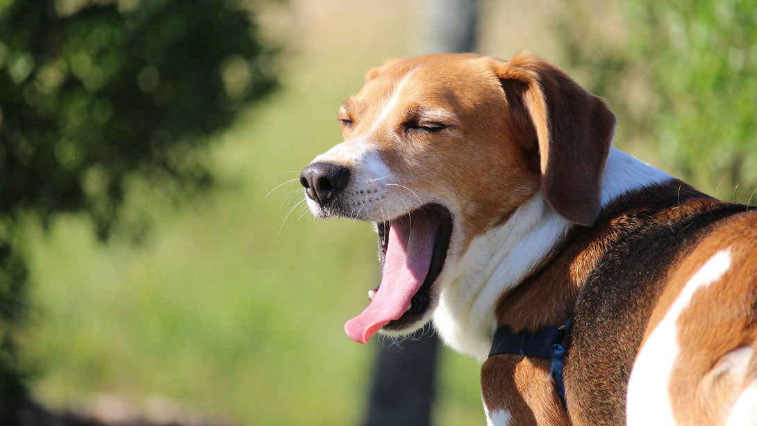 Der Hund erbricht - Ursachen, Anzeichen und Behandlung