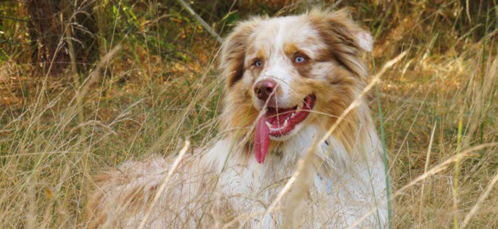 Merle-Faktor beim Hund