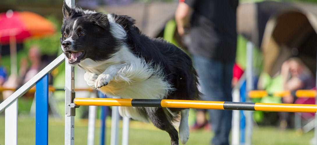 Agility-Parcours selber bauen