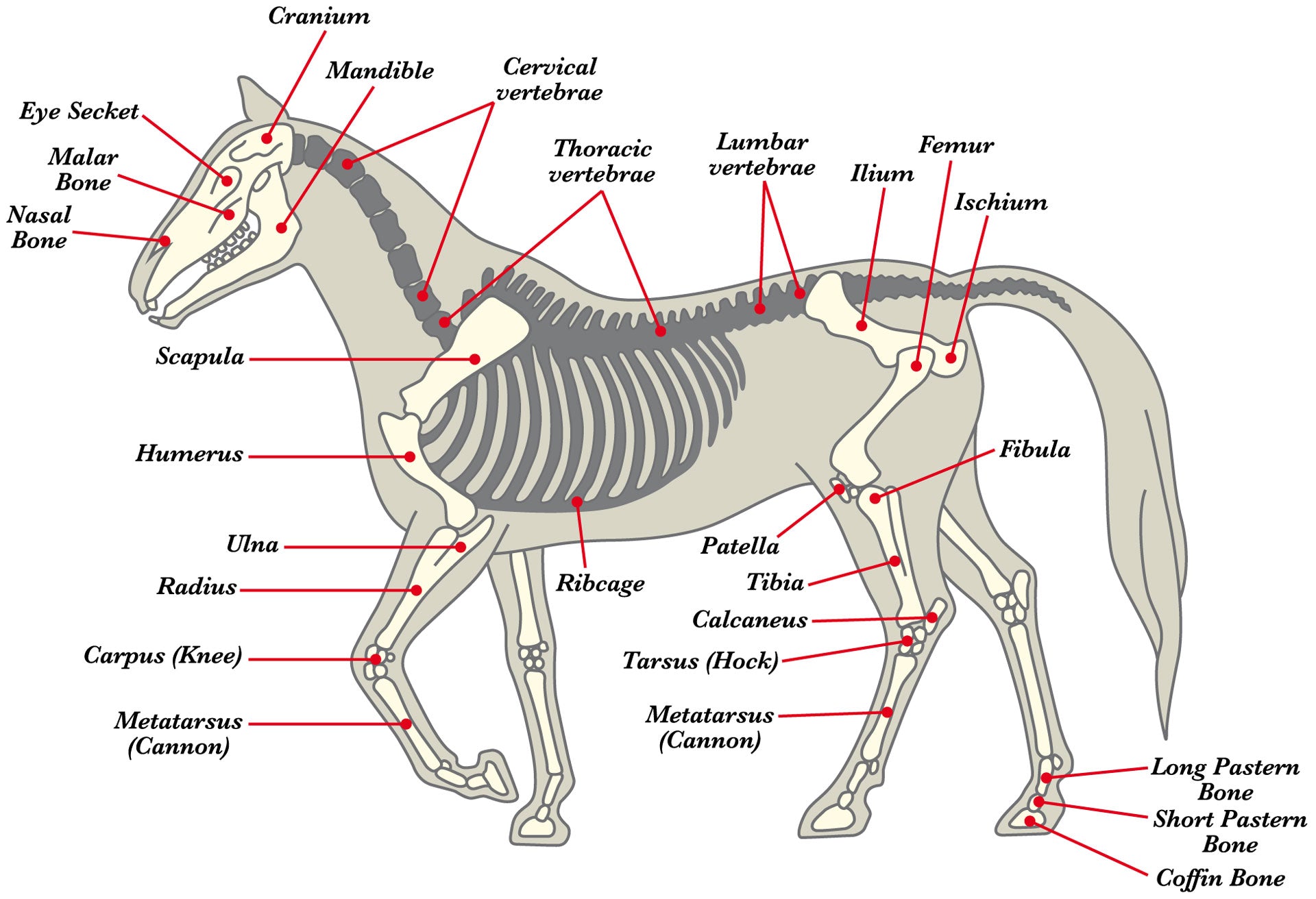 Anatomie des Pferdes