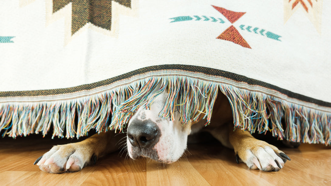 Die Angst beim Hund