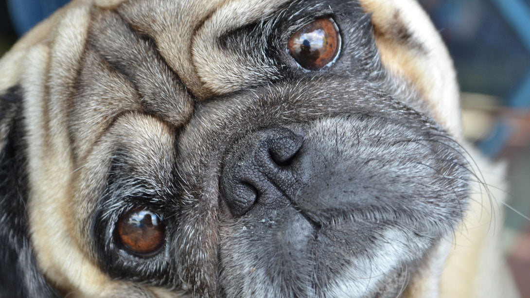 Bindehautentzündung beim Hund