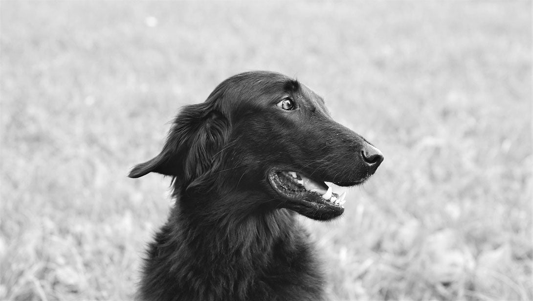 Blasenentzündung beim Hund