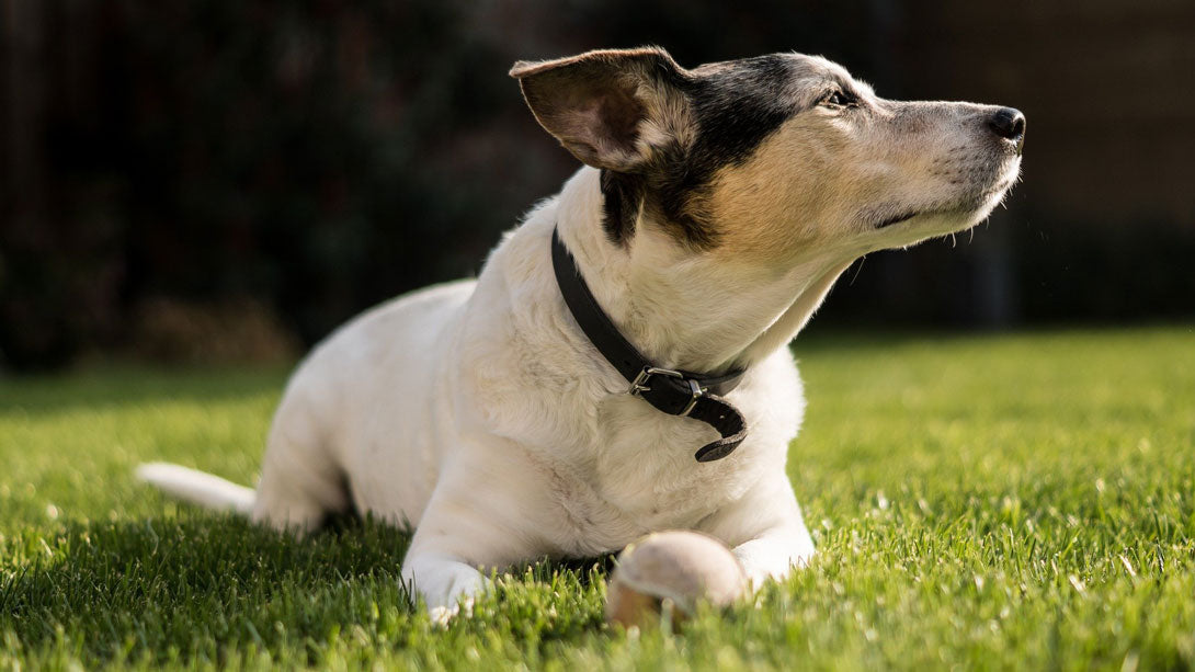Blasensteine (Urolithiasis) beim Hund