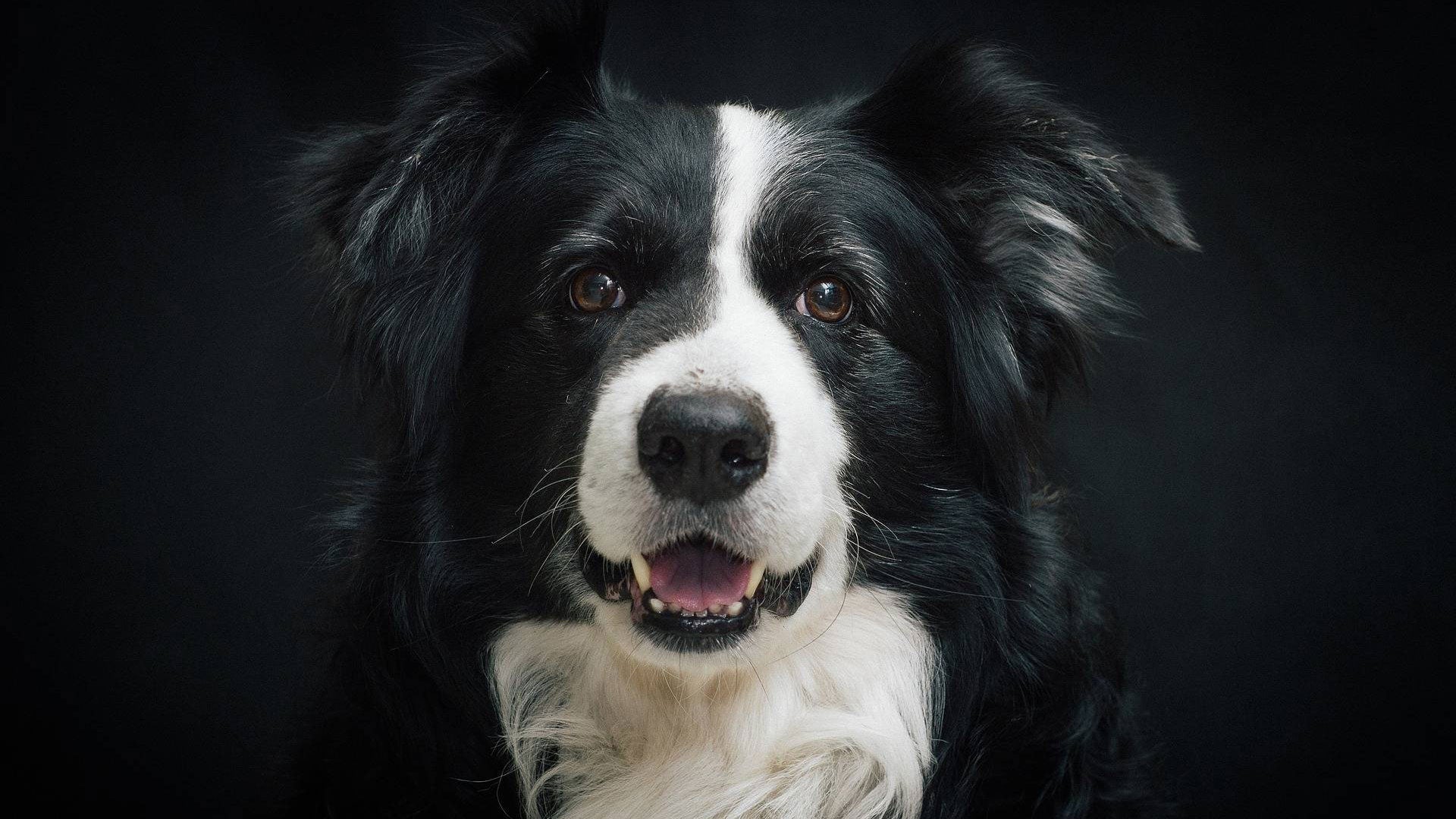 Der Border Collie im Rasseportrait