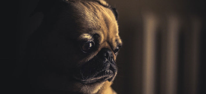 Brachycephalie Syndrom bei Hunden (Kurzköpfigkeit)