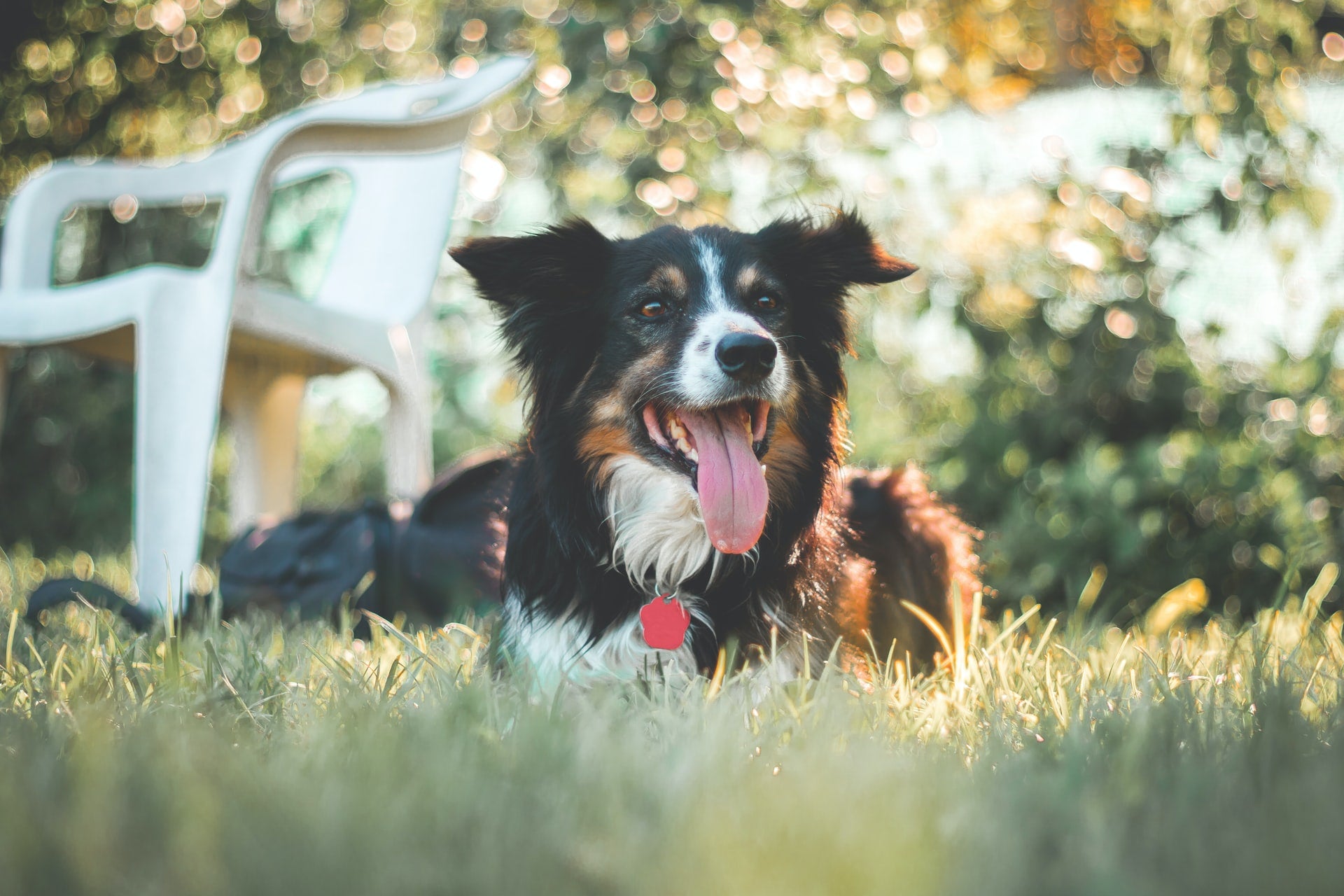 5 coole Sommeraktivitäten mit Hund & was dabei zu beachten ist