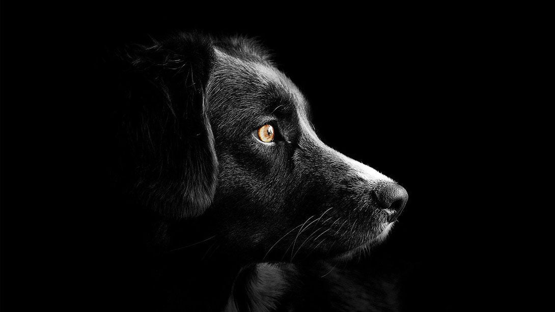Epilepsie beim Hund
