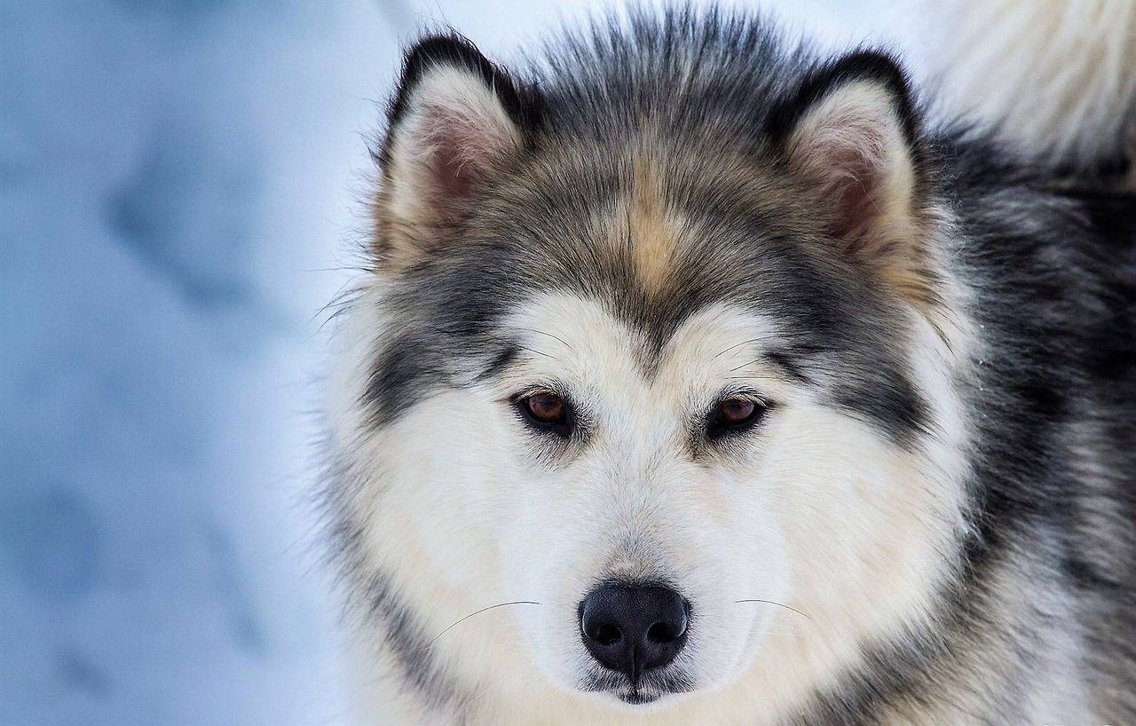 Fellpflege beim Hund