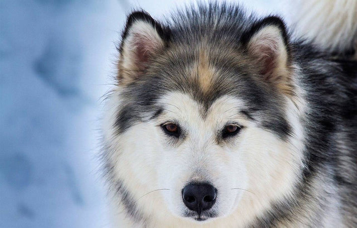 Fellpflege beim Hund
