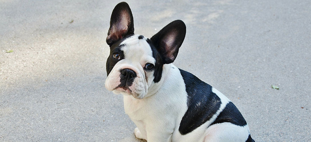Die Französische Bulldogge im Rasseportrait