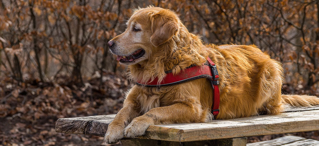 Früherkennung der Hüft- und Ellenbogendysplasie beim Hund