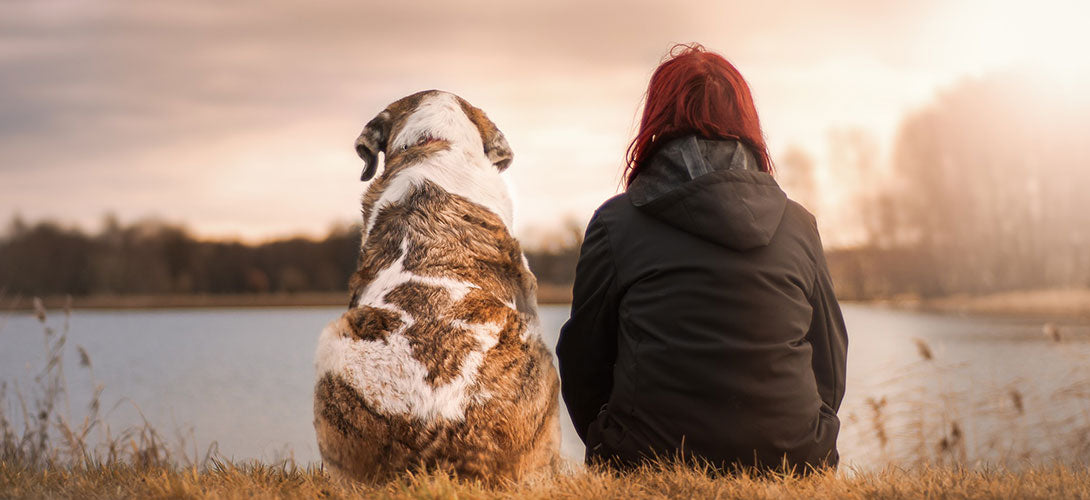 Frühkastration der Hündin