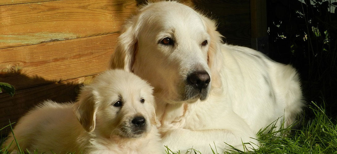 Rasseportrait: Golden Retriever