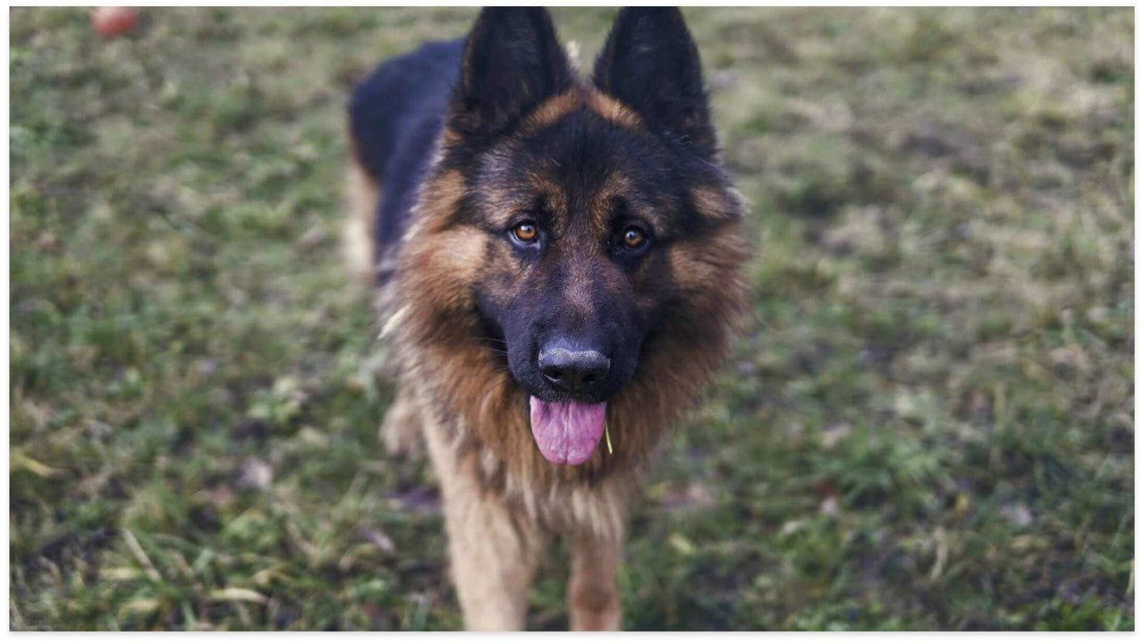 Hüftdysplasie beim Hund
