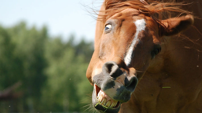 Headshaking beim Pferd
