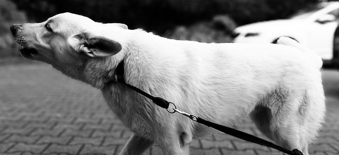 Wenn Hunde bellen: Wann ist es Aggression?