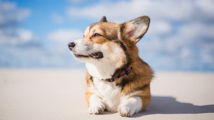 CBD für unsere Hunde