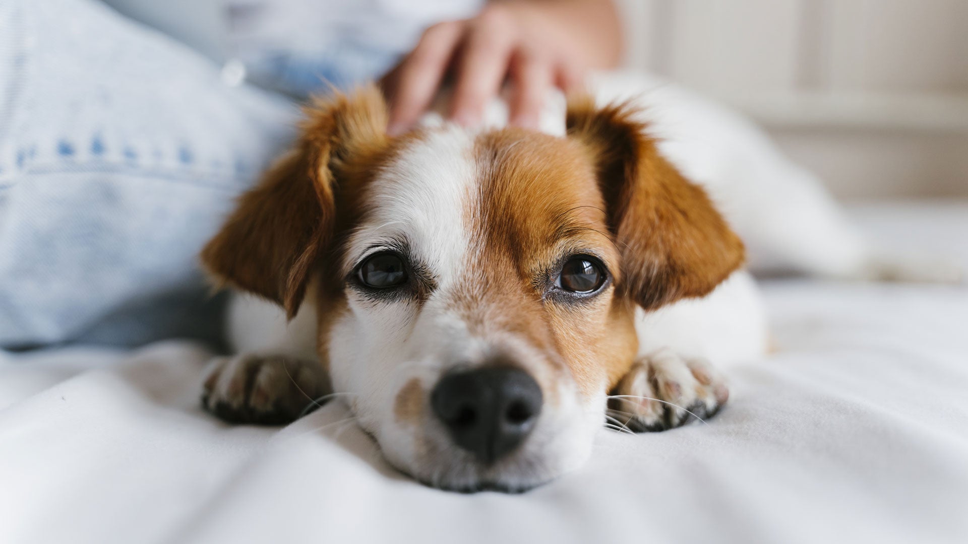 Was tun, wenn mein Hund krampft?