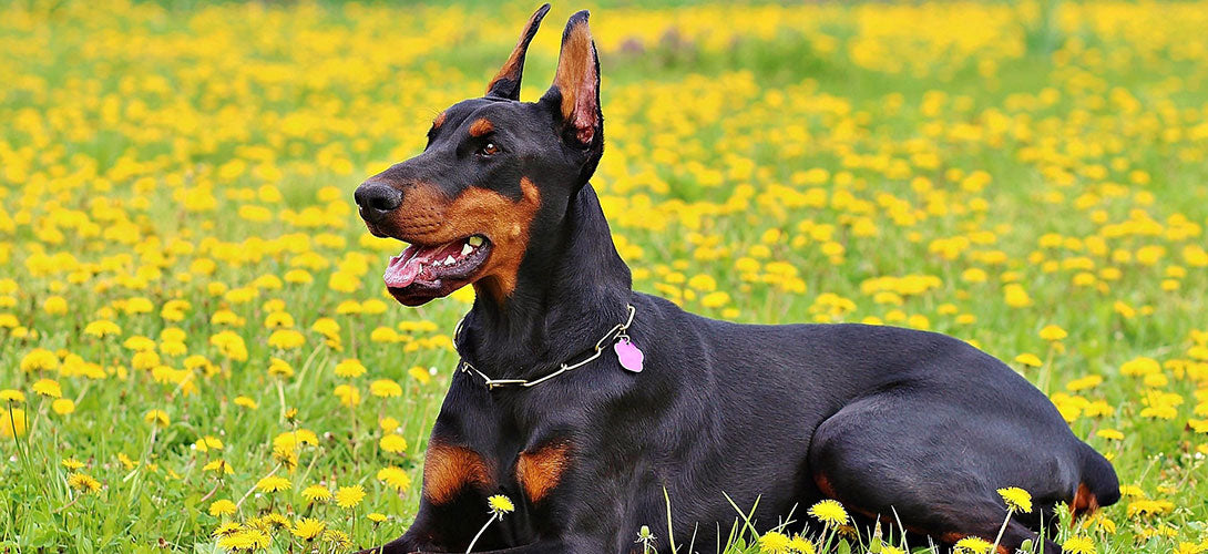 Hund kupieren