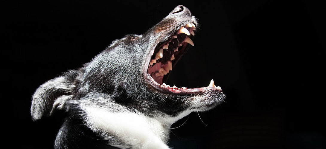Zahnpflege für Hunde – so erhältst Du die Zahngesundheit