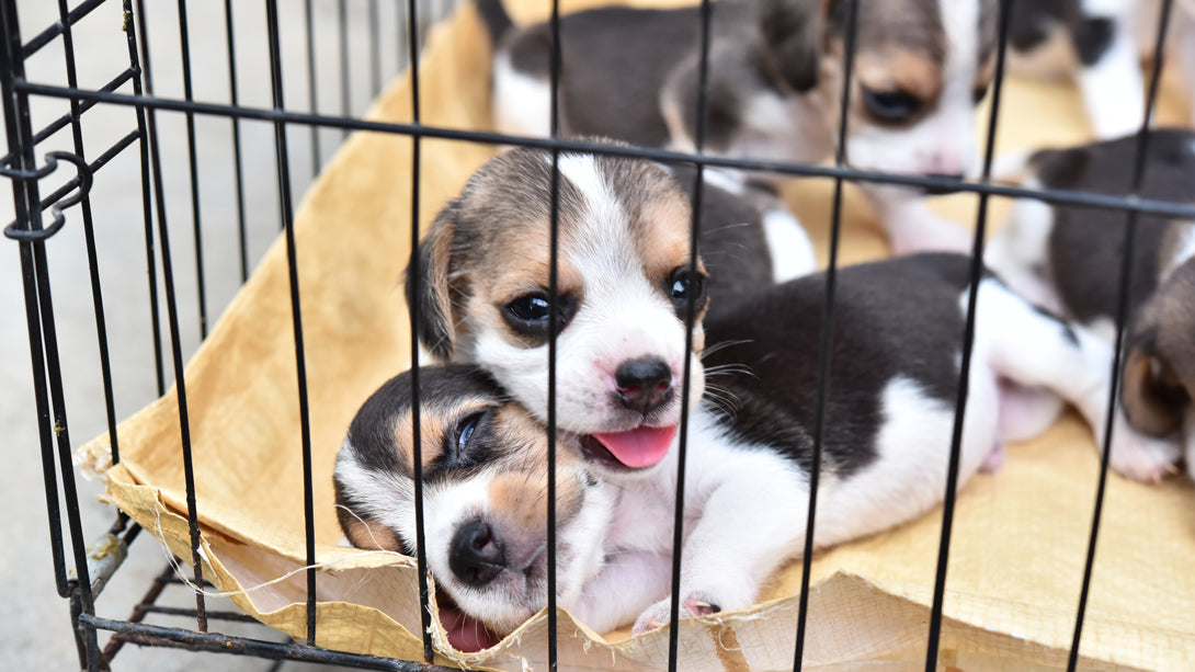 Hunde kaufen
