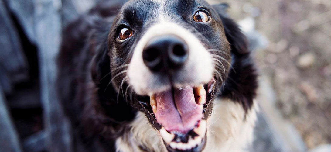 Hundeeis - 5 geniale und einfache Eiskreationen für den Hund