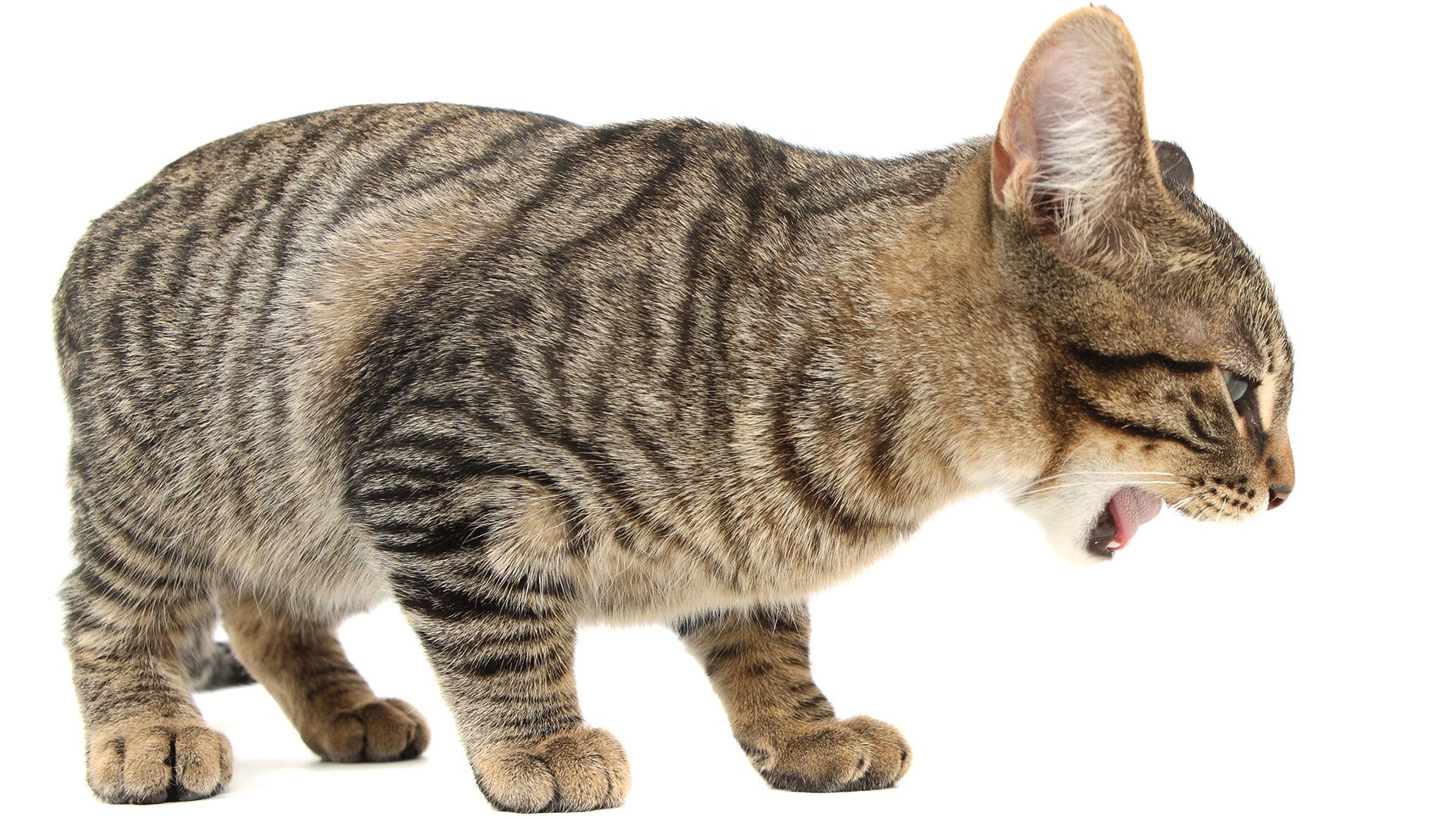 Was kann ich tun, wenn meine Katze erbricht?