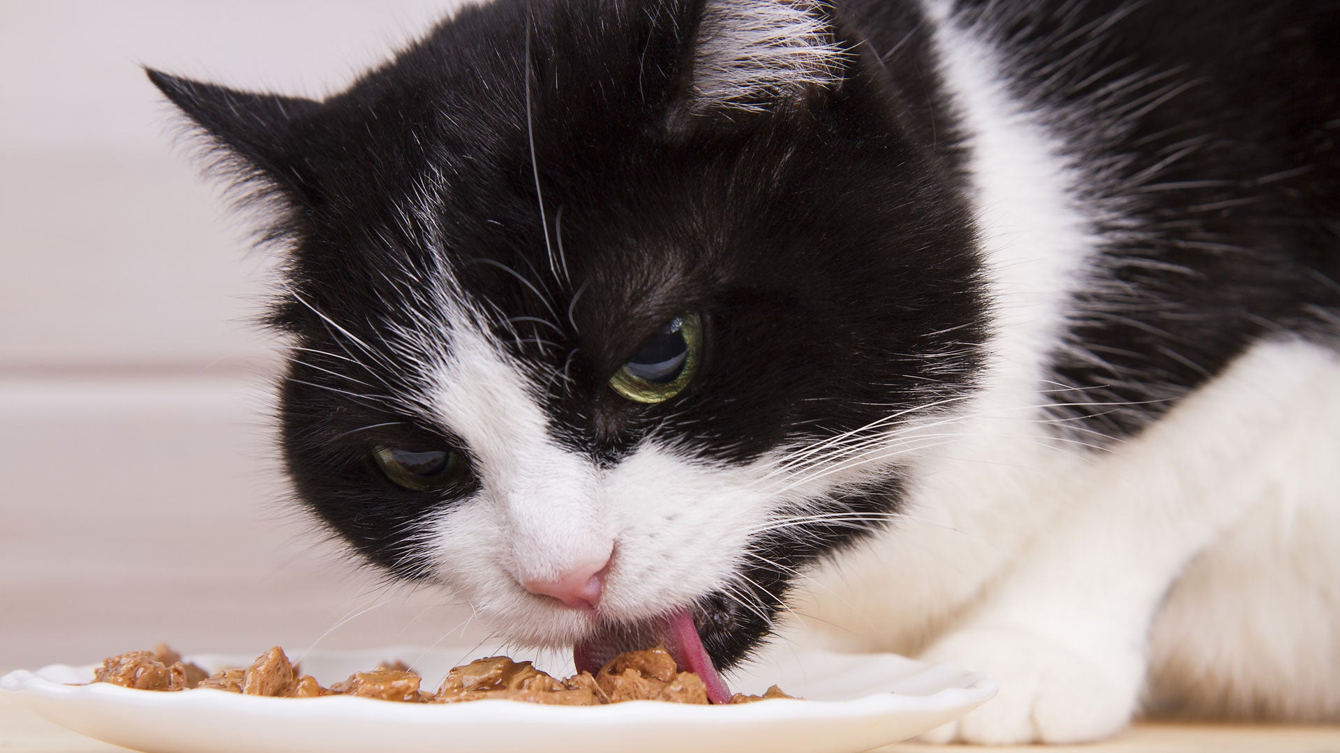 Die Katze richtig füttern