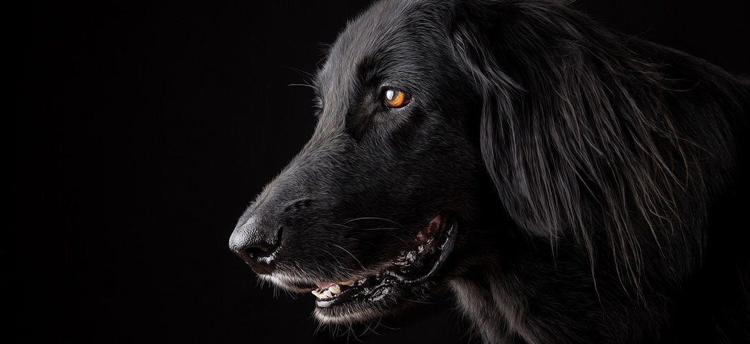 Knochenkrebs beim Hund