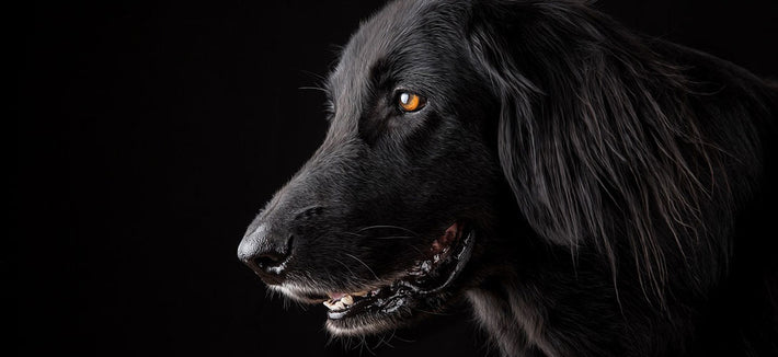 Knochenkrebs beim Hund