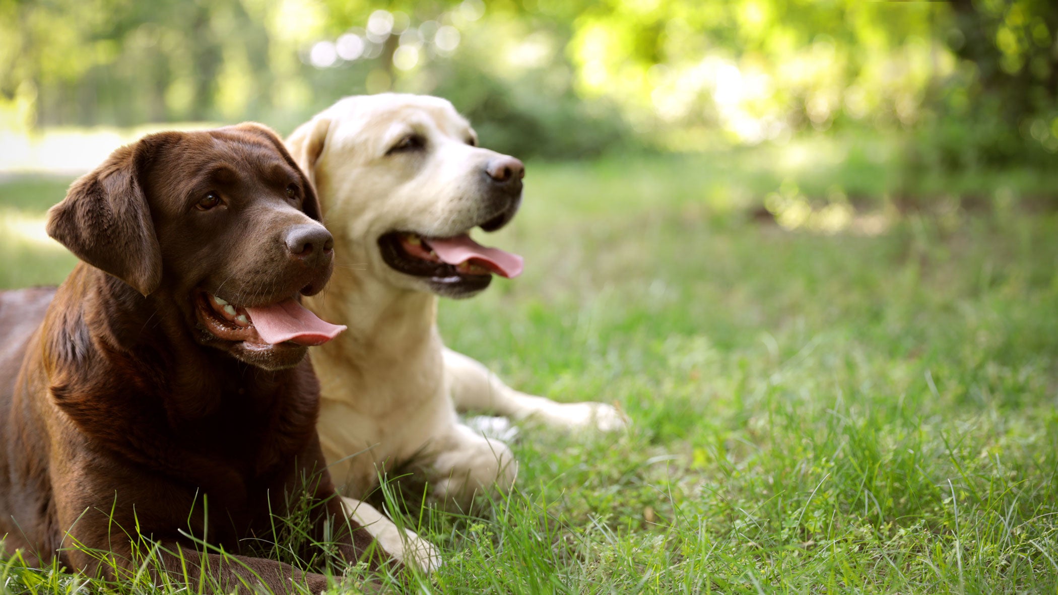 Kreuzbandriss bei Hunden