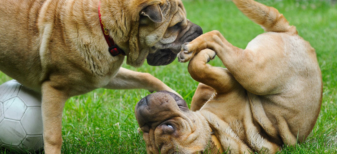 Läufigkeit bei deiner Hündin erkennen