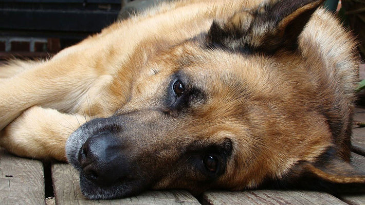 Leptospirose beim Hund