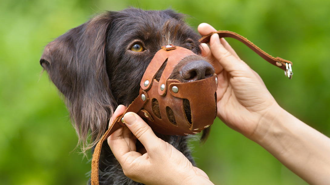 Maulkorb für den Hund - ja oder nein?