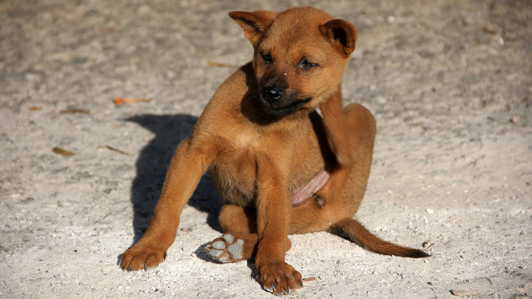 Schutz gegen Flöhe bei Hunden