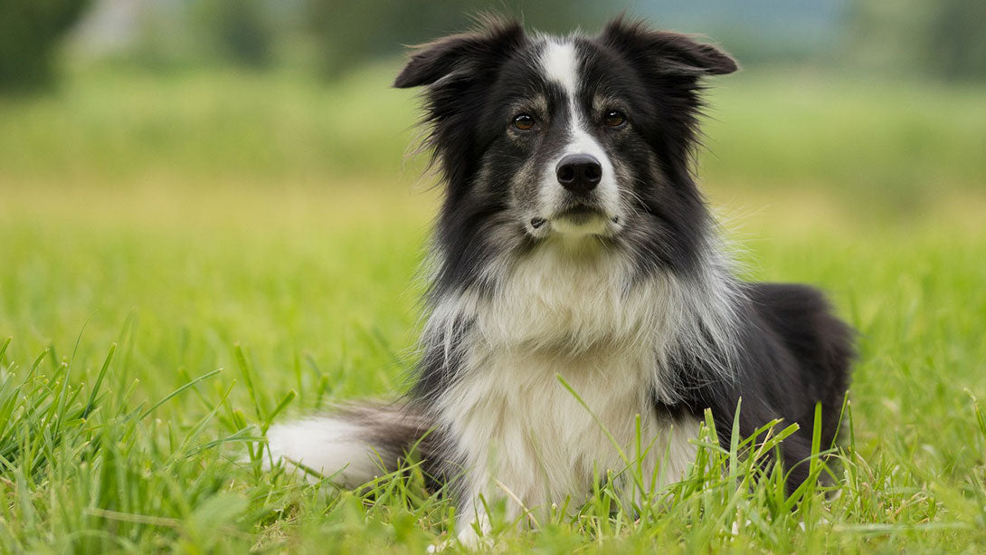 Nierenkrebs beim Hund