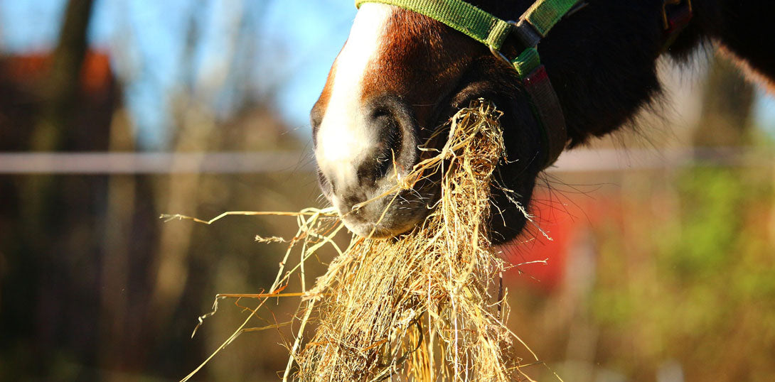 Gesunde Pferdefütterung