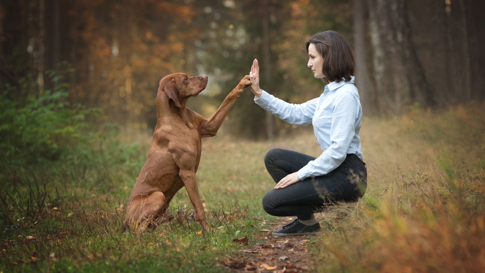 Pfotenpflege beim Hund