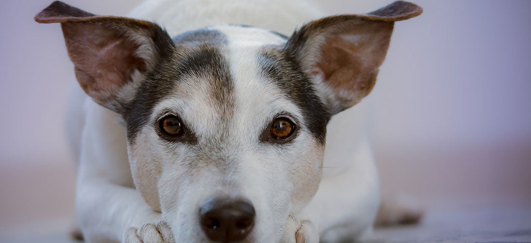 Gebärmutterentzündung beim Hund - Pyometra