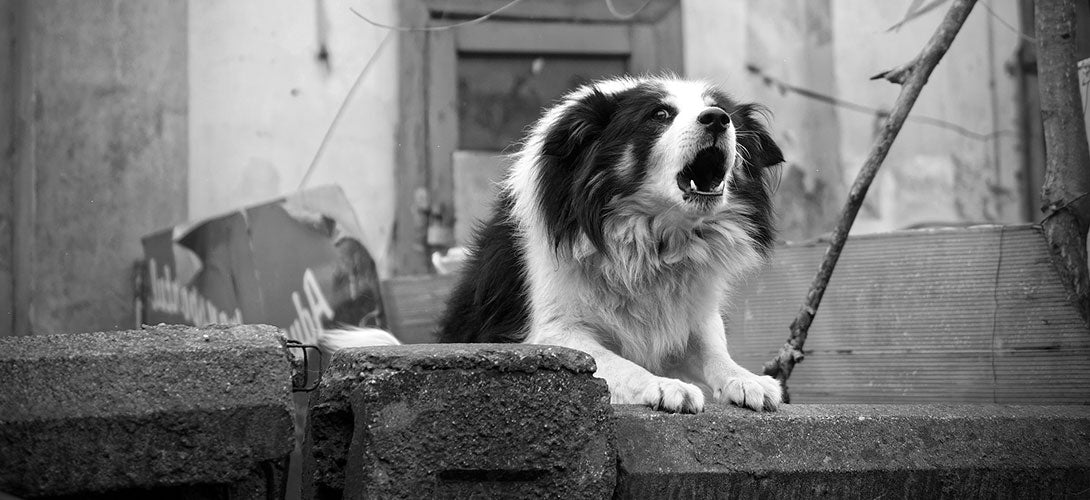 Tollwut beim Hund – Gibt es Sie noch?