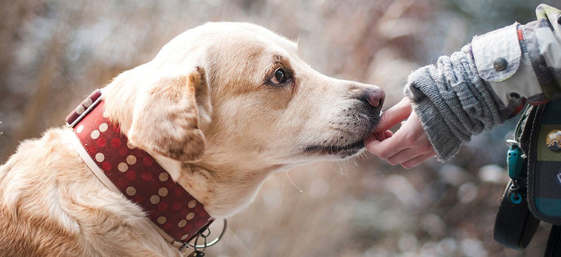 Gesunde Ernhrung Hund  Die Mischung macht's!