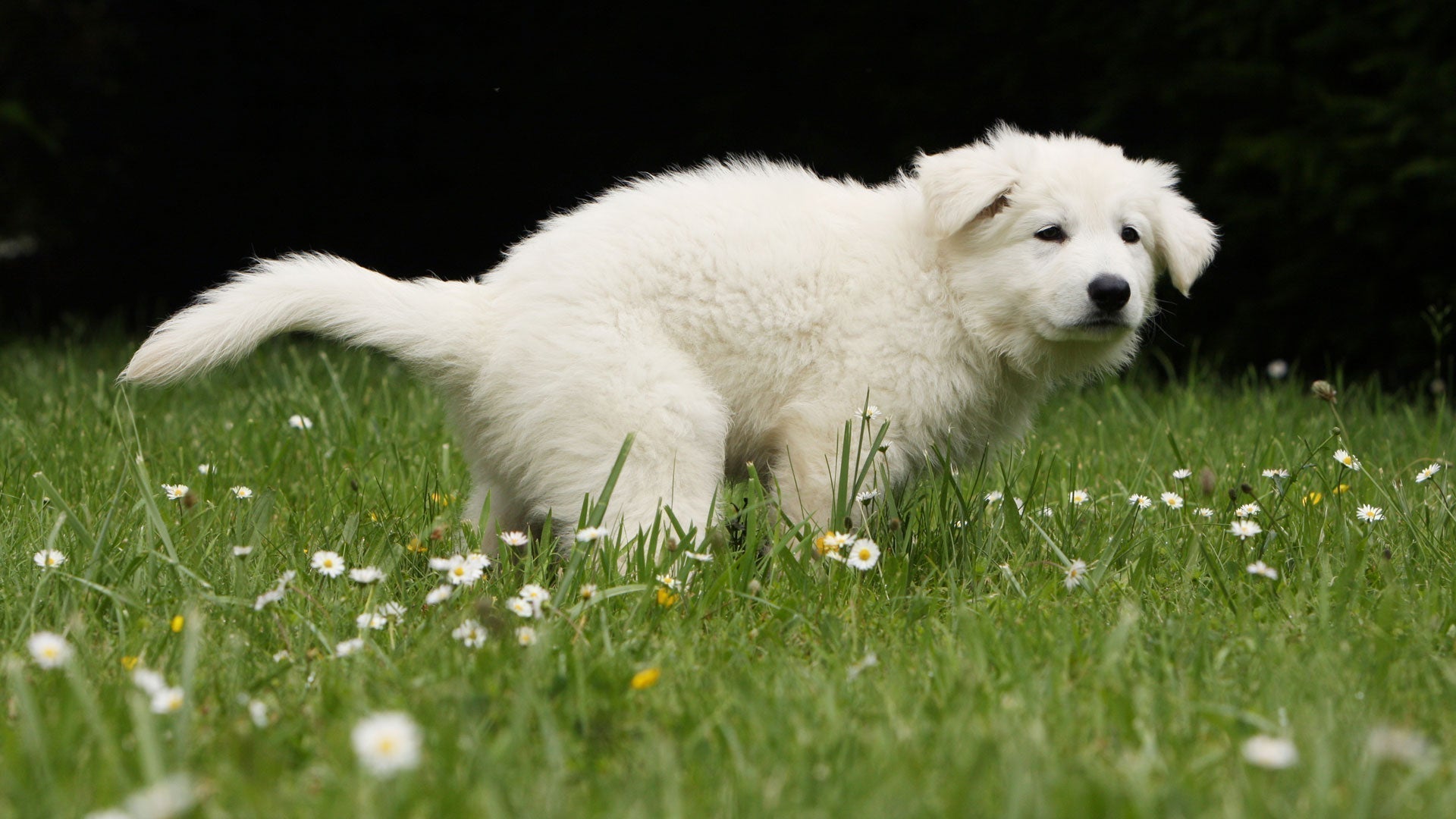 Hund hat Verstopfung? Das solltest du beachten.