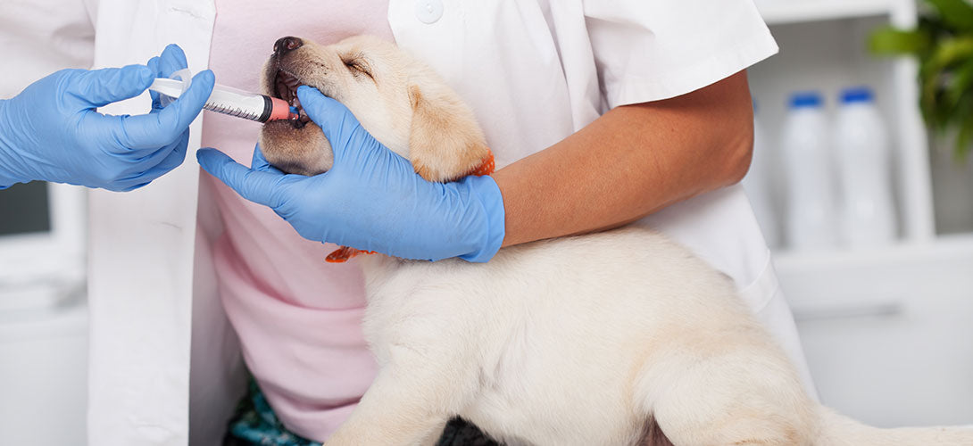 Wurmkur - wie oft sollte ich meinen Hund entwurmen?