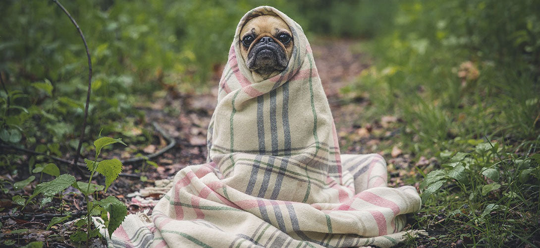 Zwingerhusten beim Hund