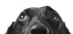 no results image