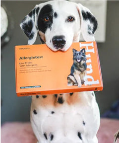 Ein Dalmatiner hält eine Vetevo-Allergietest-Verpackung im Maul in einem Innenraum.